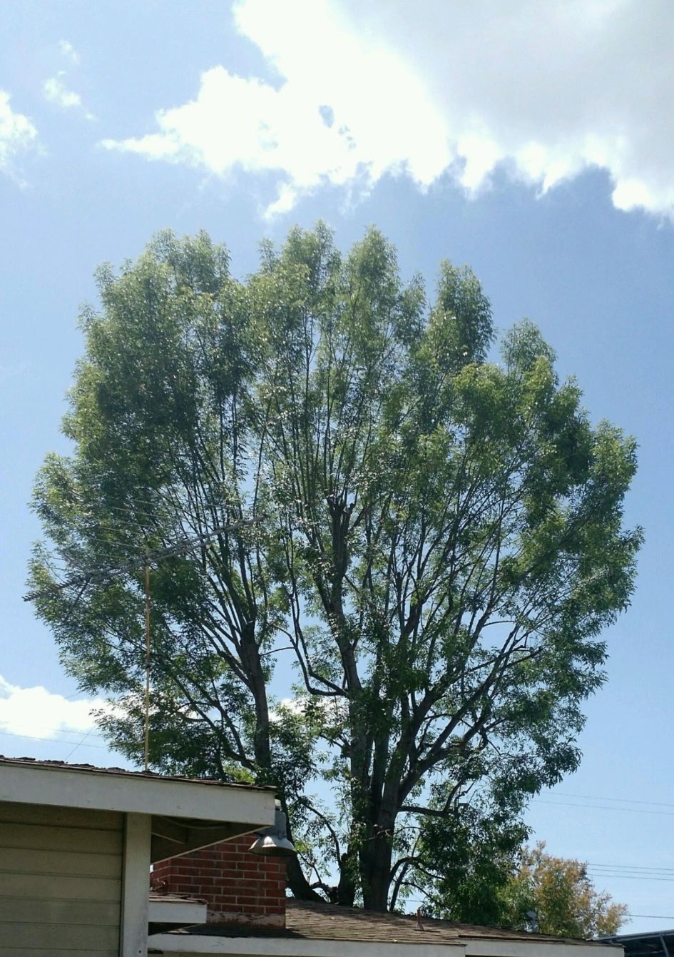 Ash Tree Trimming Tustin Tustin Tree Services, Trimming & Removal & Stump Removal