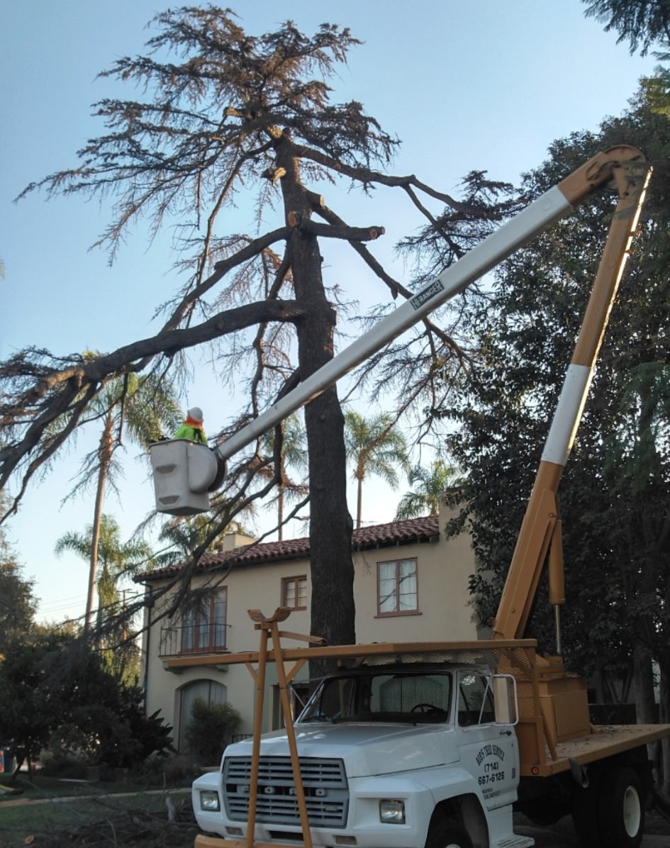 Cedar Tree Removal Downtown, Santa Ana 24 Hour Emergency Tree Service, Tustin Tree Services