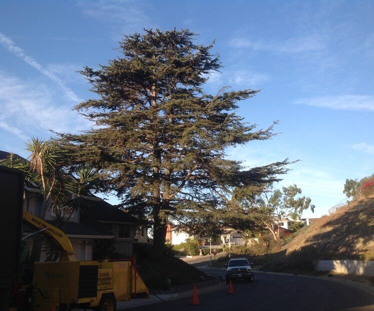 Contact Tustin Tree Services, Tree Trimming & Removal