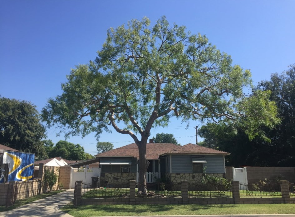 Elm Tree Trimming Garden Grove, CA