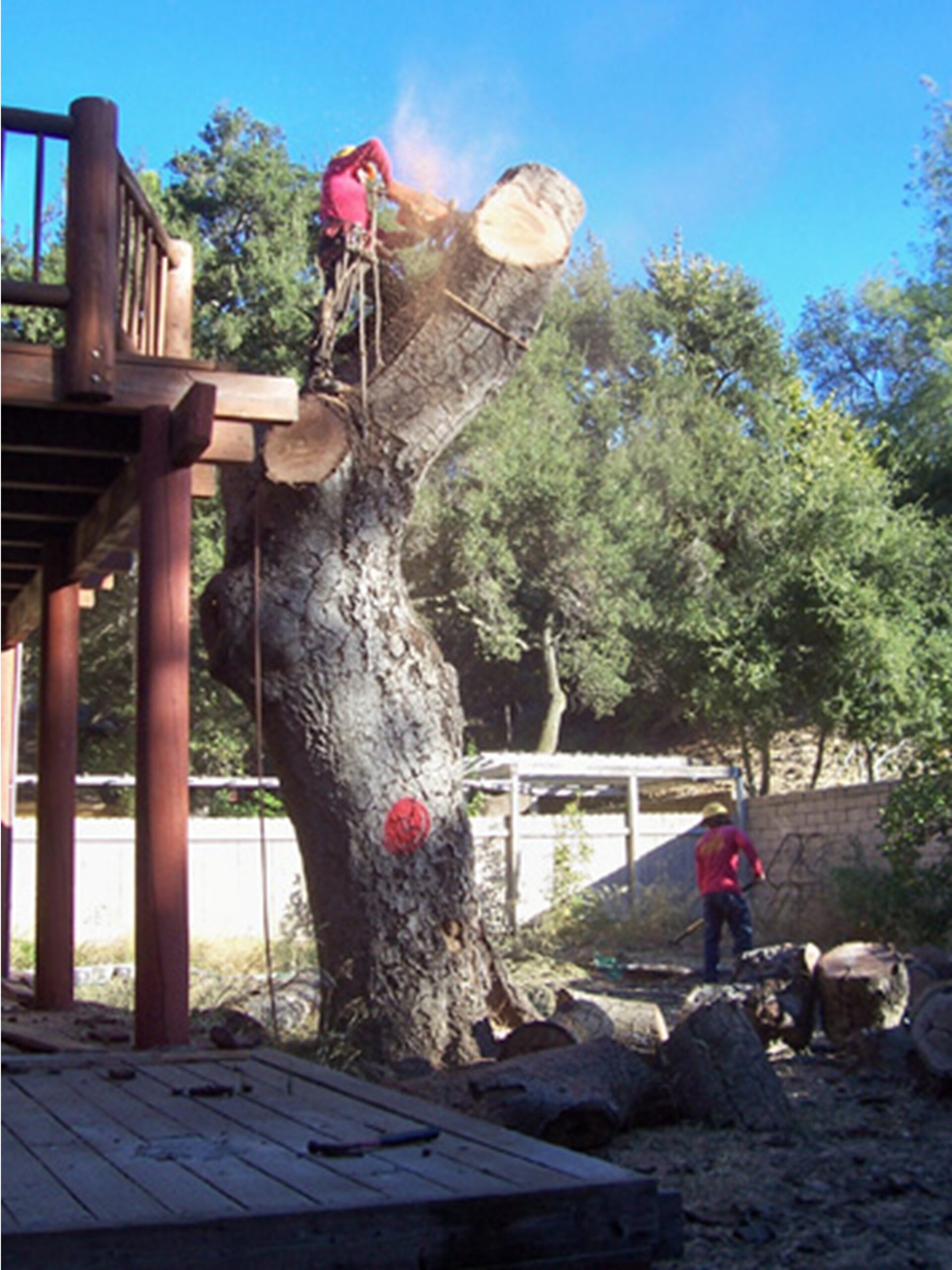 Modjeska Canyon Dead Oak Tree, work in progress 24 Hour Emergency Tree Service, Tustin Tree Services