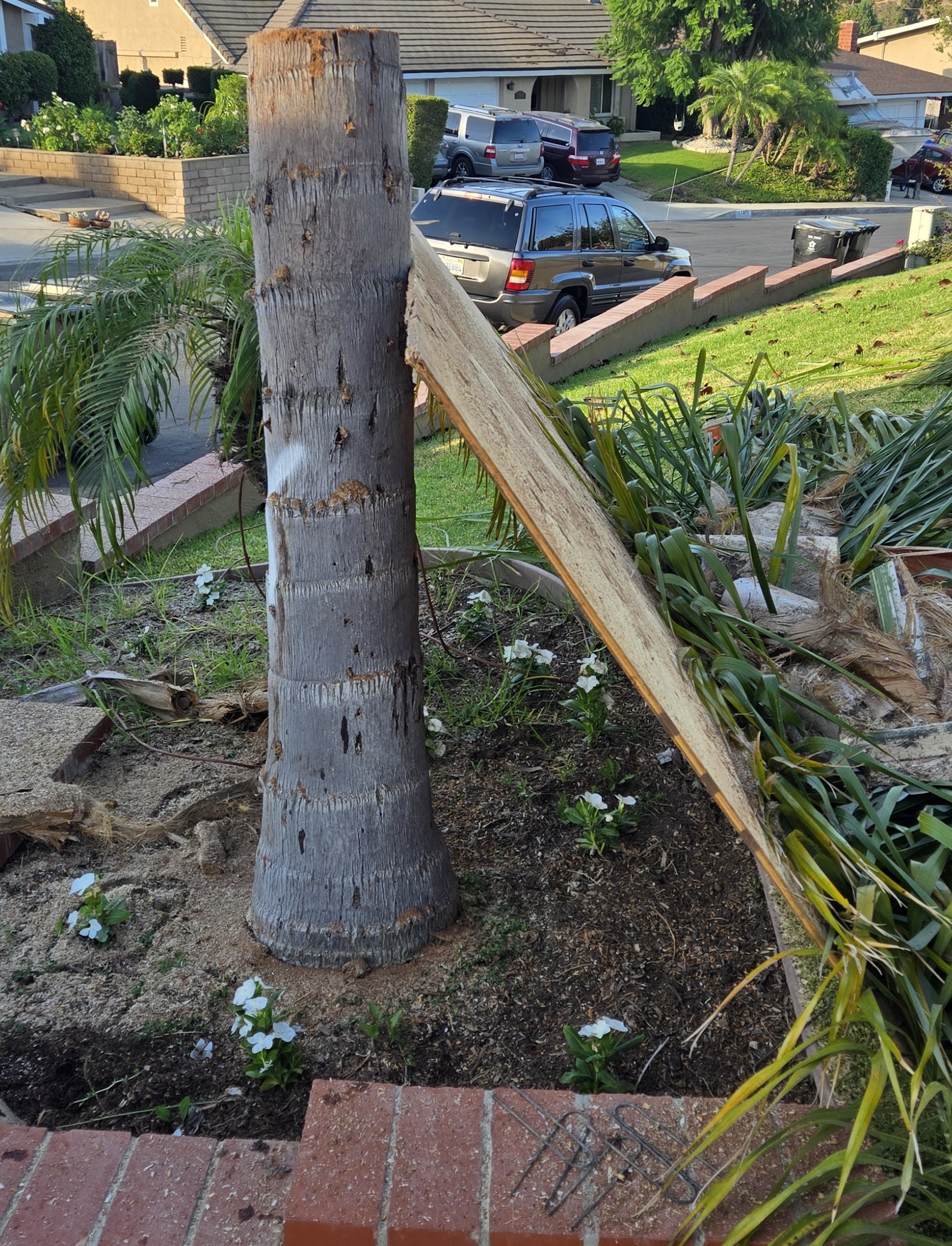 Palm Tree Removal, Yorba Linda