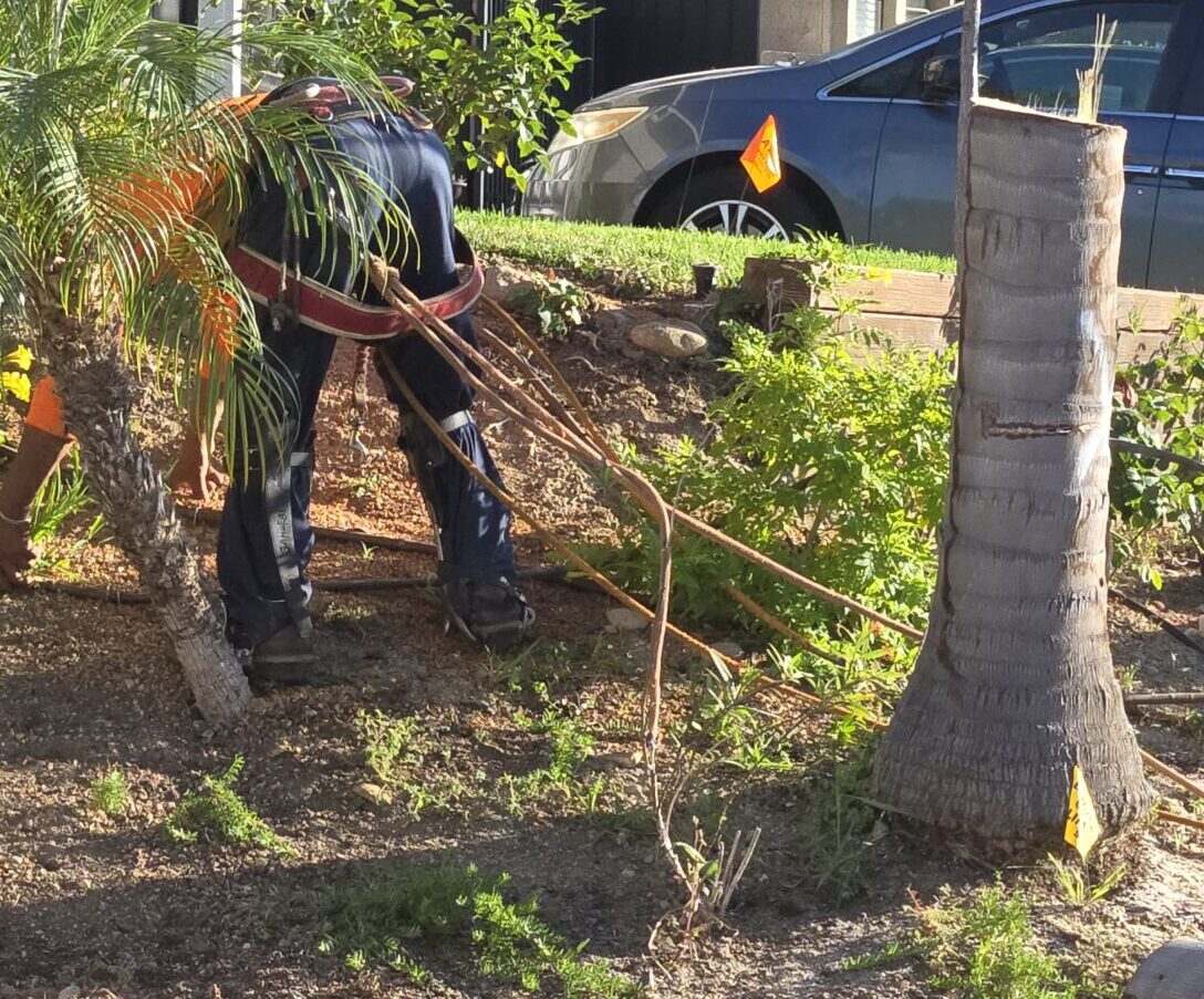 Contact Tustin Tree Services, Tree Trimming & Removal