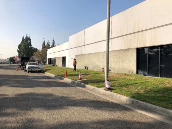 Removal of 3 palm trees, Yorba Linda