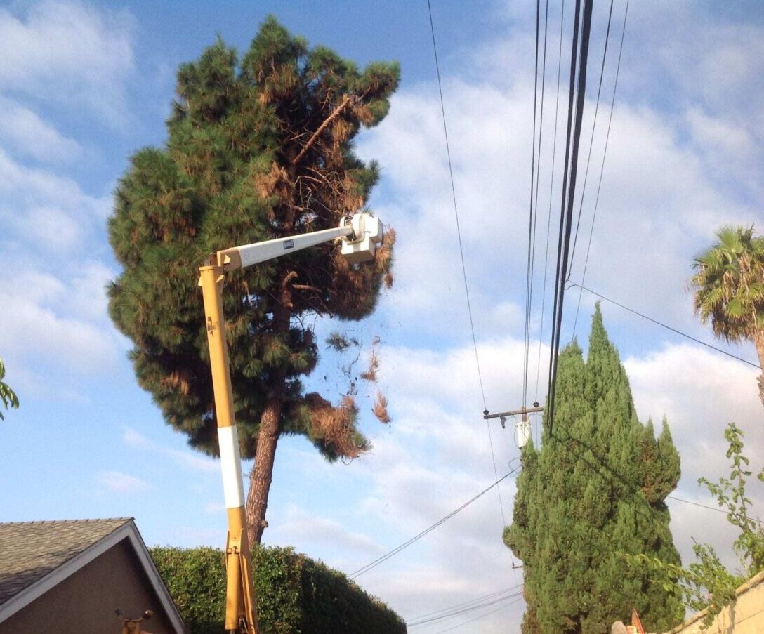 Tustin Tree Services, Trimming & Removal & Stump Removal