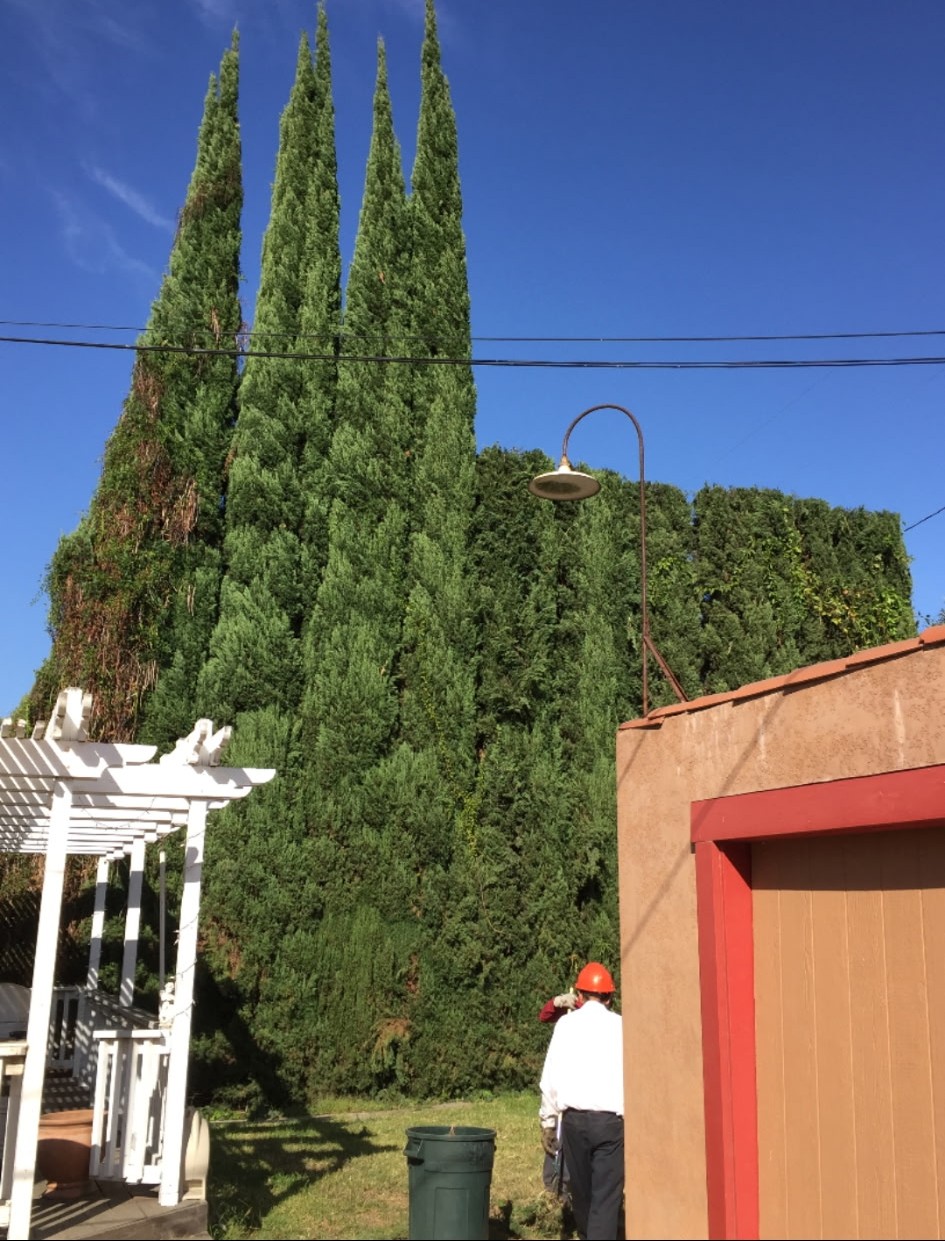 Topping Italian Cypress Tress, Santa Ana Commercial Tree Services, Tustin Tree Services, Tree