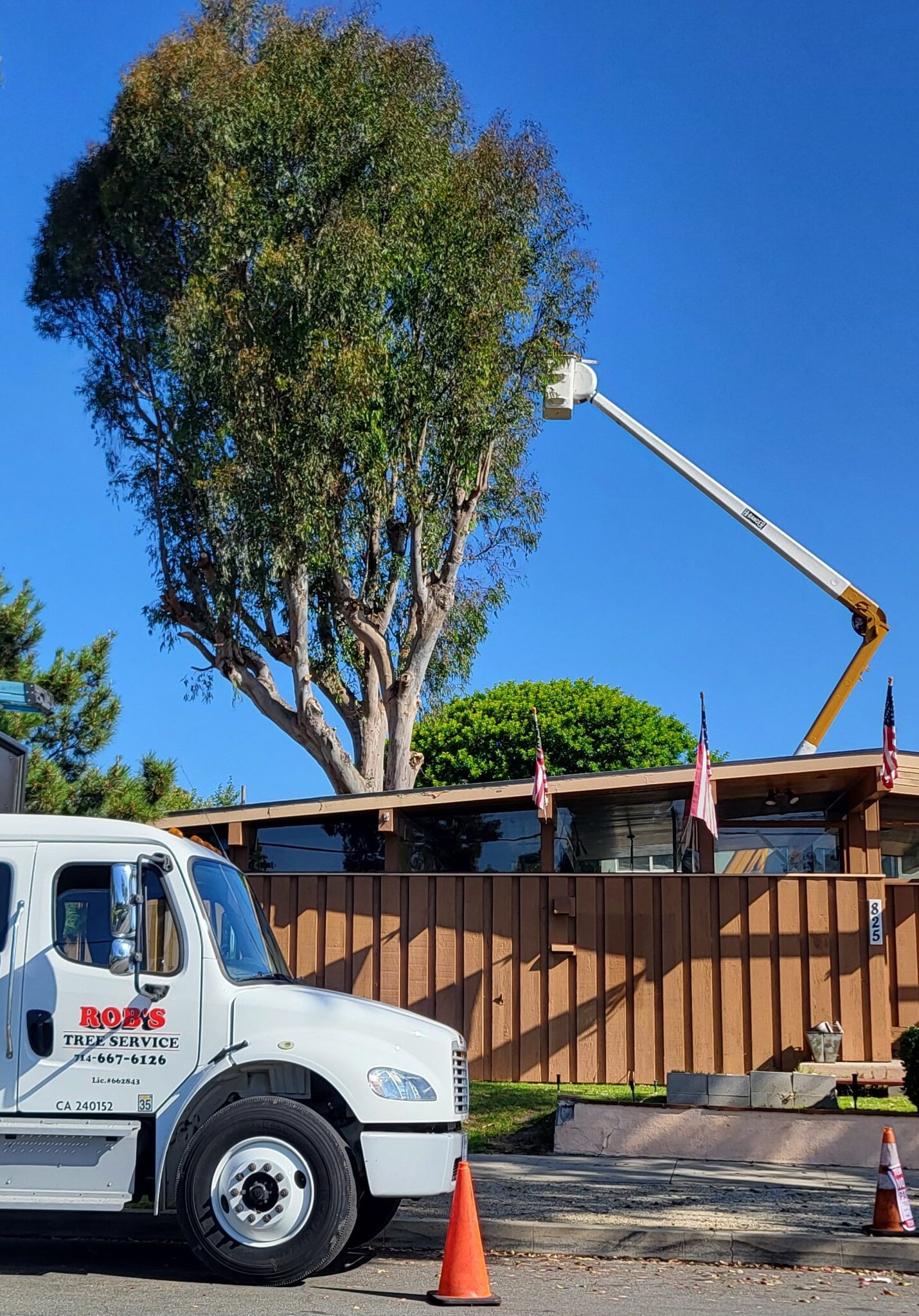 Tree Removal Carbon Canyon, Tustin Tree Services, Trimming & Removal & Stump Removal