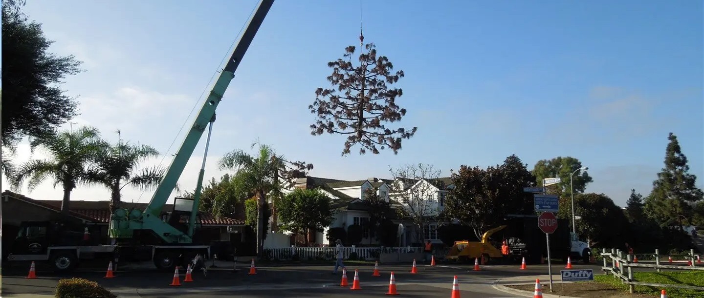 Tree Removal, Newport Beach – Crane Tree Removal, Tustin Tree Services, Trimming & Stump Removal