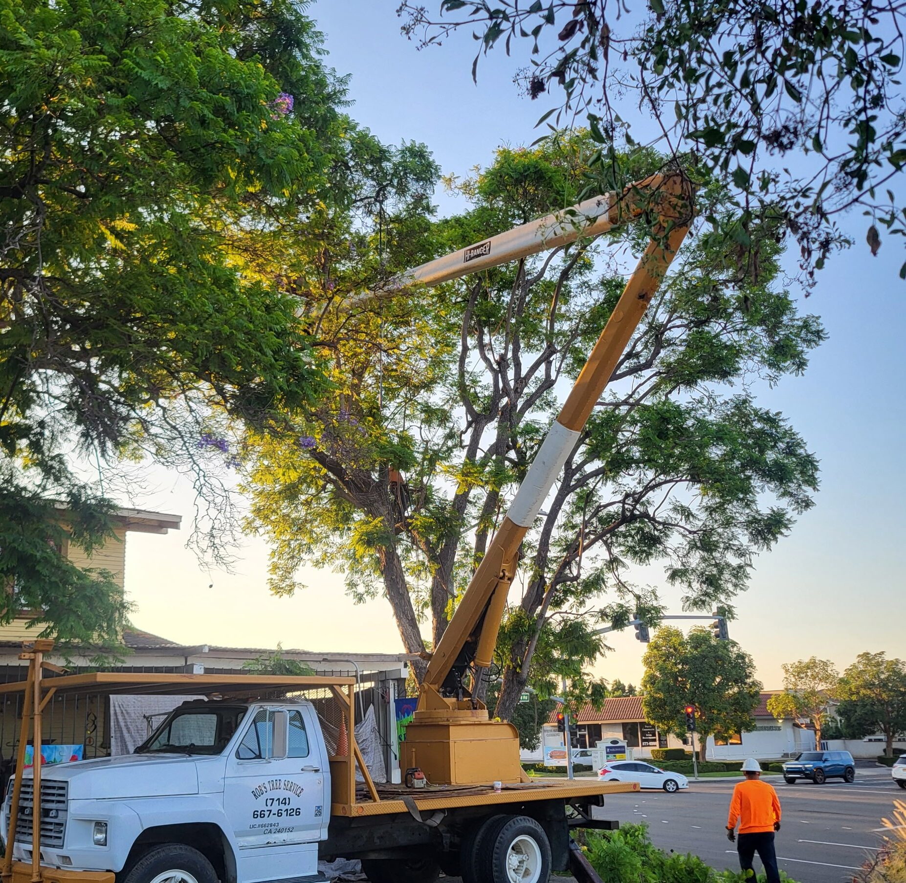 Tree Swevices, Newport Beach Commercial Tree Services, Tustin Tree Services, Tree