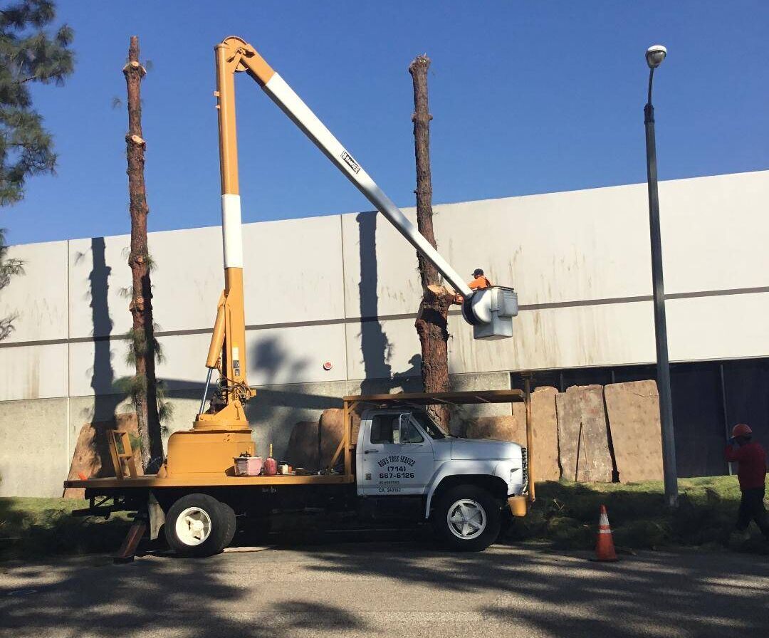 Contact Tustin Tree Services, Tree Trimming & Removal